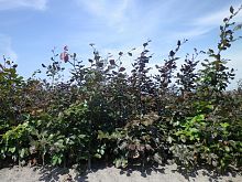 Fagus Sylvatica Atropunicea hedging.JPG